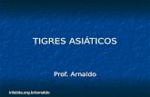 Trilobita.org.br/arnaldo TIGRES ASIÁTICOS Prof. Arnaldo.