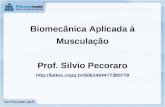 Biomecânica Aplicada à Musculação Prof. Silvio Pecoraro .