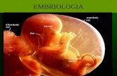 EMBRIOLOGIA. Reprodução Humana Gametogênese Processo de formação e desenvolvimento de células especializadas denominadas gametas: ovócitos nas mulheres.
