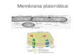 Membrana plasmática A membrana é um collage de proteinas e outras moléculas inseridas numa bicamada lipídca Fluído extracelular Colesterol?? Citoplasma.