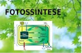 FOTOSSÍNTESE. Fotossíntese é um processo realizado pelas plantas para a produção de energia necessária para a sua sobrevivência. O termo fotossíntese.