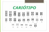 CARIÓTIPO. Conceito  Conjunto de cromossomos contidos nas células de um organismo, organizados em ordem decrescente de tamanho.  Sp. Humana = 46.