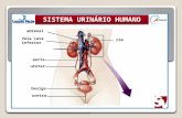 SISTEMA URINÁRIO HUMANO adrenal Veia cava inferior aorta ureter bexiga uretra rim.