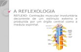 A REFLEXOLOGIA REFLEXO- Contração muscular involuntária decorrente de um estímulo externo e produzida por um órgão central como a medula espinhal.