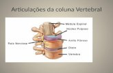 Articula§µes da coluna Vertebral. Ligamentos Ligamento longitudinal anterior Ligamento longitudinal posterior Discos intervertebrais
