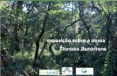 Exposição sobre a nossa f loresta a utóctone. O que é uma f loresta? A floresta é um sistema natural dominado por espécies arbóreas e com diversas espécies.
