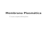 Membrana Plasmática E suas especializações. Membrana Plasmática Limite externo da célula; Mantém diferenças entre o meio extracelular e citossol; Principal.