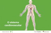 O sistema cardiovascular. O sistema circulatório É constituído pelo sistema cardiovascular e pelo sistema linfático — as vias de circulação de substâncias.