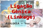 Ligação Gênica (Linkage) BIOLOGIA – Yes, we can! Prof. Thiago Moraes Lima.