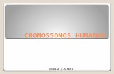 CROMOSSOMOS HUMANOS IVANISE C.S.MOTA. O Ciclo Celular.