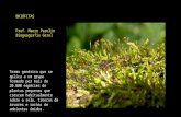 BRIÓFITAS Prof. Mauro Parolin Biogeografia Geral Termo genérico que se aplica a um grupo formado por mais de 20.000 espécies de plantas pequenas que crescem.