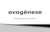 Prof. Bartolomeu Garcia.  Refere-se a sequência de eventos através do qual as células germinativas femininas denominadas ovogônias se transformam em.