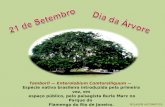 Tamboril — Enterolobium Comtorsiliquum — Espécie nativa brasileira introduzida pela primeira vez, em espaço público, pelo paisagista Burle Marx no Parque.