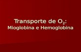 Transporte de O 2 : Mioglobina e Hemoglobina. O O 2 atmosférico não está em contado direto com a grande maioria das células e tecidos, além de ser um.