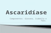 Componentes: Giovana, Isabella e Tais..  Ascaridíase ou Ascaríase é uma parasitose causada pelo verme nematoide Ascaris lumbricoides, também conhecido.