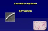Clostridium botulinum BOTULISMO. Características dos Clostrídios São bacilos Gram-positivosSão bacilos Gram-positivos Anaeróbios estritos ou AerotolerantesAnaeróbios.