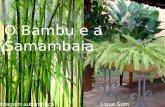 O Bambu e a Samambaia Rolagem automática Ligue Som.