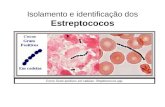 Isolamento e identificação dos Estreptococos. Importância clínica dos Estreptococos S. pyogenes (Grupo A) A gente etiológico da: Erisipela, Impetigo e.