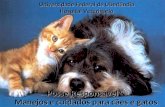 Posse ResponsávelPosse Responsável Manejos e cuidados para cães e gatos Universidade Federal de Uberlândia Hospital Veterinário.
