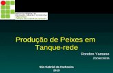 Produção de Peixes em Tanque-rede Rondon Yamane Zootecnista São Gabriel da Cachoeira 2013.