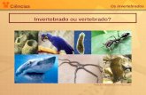 Ciências Os invertebrados Invertebrado ou vertebrado? Fonte: Banco de imagens da Rede Pitágoras 2008.