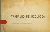 TRABALHO DE BIOLOGIA FILOS MOLLUSCA, ARTHROPODA E CHORDATA.