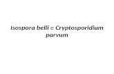 Isospora belli e Cryptosporidium parvum. O oocisto imaturo contém um esporoblasto no seu interior, que e uma massa central representando o parasito. Isospora.