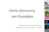 Gene Discovery em Eucalipto Doutoranda: Marcela Mendes Salazar Orientador: Prof. Dr. Gonçalo A. G. Pereira.