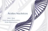 Ácidos Nucleicos DNA / RNA Ácido Desoxirribonucleico Ácido Ribonucleico.