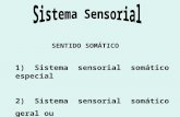 SENTIDO SOMÁTICO 1) Sistema sensorial somático especial 2) Sistema sensorial somático geral ou Sistema somatossensorial.