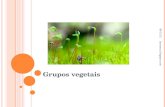 Grupos vegetais 3/1/2016 lasneaux.blogspot.com. BRIÓFITAS 3/1/2016 lasneaux.blogspot.com Habitat: terrestre úmido e água doce Criptógamas São avasculares:
