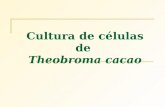 Cultura de células de Theobroma cacao. Cultura de Células Planta Matriz Meio de cultura adequado Formação de calos.
