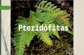 Pteridófitas. Pteridófita (samambaia) soros da samambaia Samambaiaçu Pteridófitas Xaxim.
