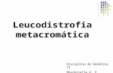 Leucodistrofia metacromática Disciplina de Genética II Rhycktielle G. F. Carneiro.