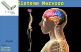 Aula Tema: Sistema Nervoso 1)Introdução O sistema nervoso é responsável pelo ajustamento do organismo ao ambiente. Sua função é perceber e identificar.