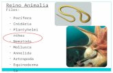 Reino Animalia Filos: -Porífera -Cnidária -Plantyhelminthes -Nematoda -Mollusca -Annelida -Artropoda -Equinodermata -Cordata.