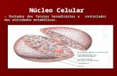 Núcleo Celular → Portador dos fatores hereditários e controlador das atividades metabólicas.