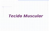 Tecido Muscular. O que é músculo? É um órgão responsável pelo movimento dos animais. O músculo funciona aproximando a origem e inserção muscular pela.
