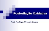 Fosforilação Oxidativa Prof. Rodrigo Alves do Carmo