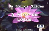A Flor de Lótus A Flor de Lótus By Búzios Slides Avanço automático