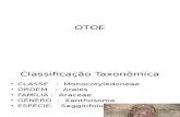 apresentação Otoe