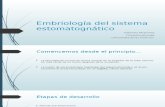 Embriología Del Sistema Estomatognático
