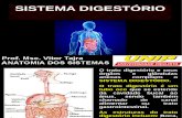 Aula de Sistema Digestório