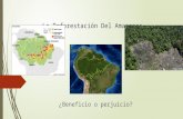 La Deforestación Del Amazonas