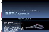 8) ANATOMIA (Sistema Muscular-cabeça e Pescoço) (1)