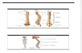 Osteologia Coluna Vertebral
