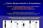 Embriogênese Do Aparelho Reprodutivo Feminino e Desenvolvimento Puberal