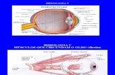 Anatomia Do Globo Ocular