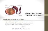 Patologia Testicular Aguda