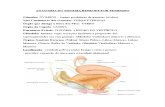 Anatomia Sist Reprodutor
